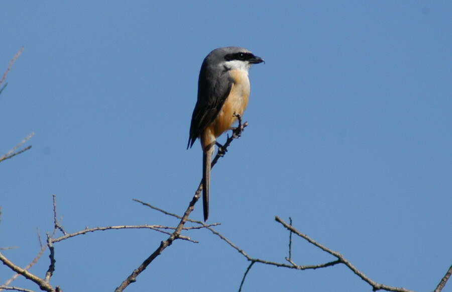 Image of Grey-backed Shrike