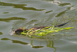 Image of muskrat