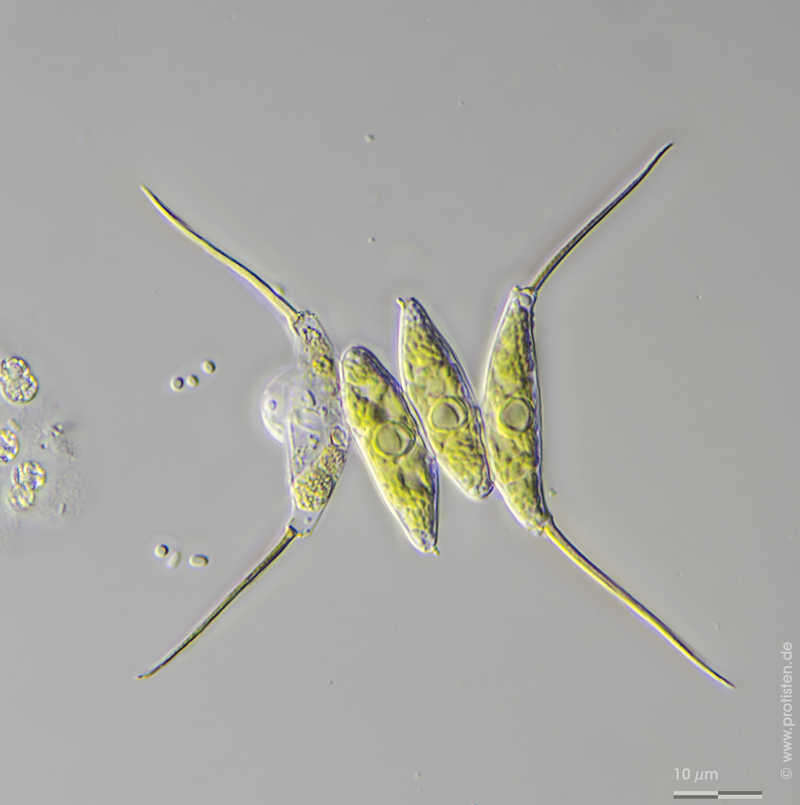 Image of Desmodesmus opoliensis (P. G. Richter) E. Hegewald 2000