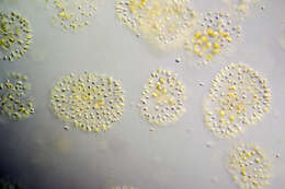 Image of Uroglena volvox