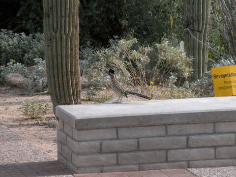 Image of Roadrunners