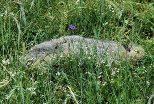 Image of Pallas’s cat