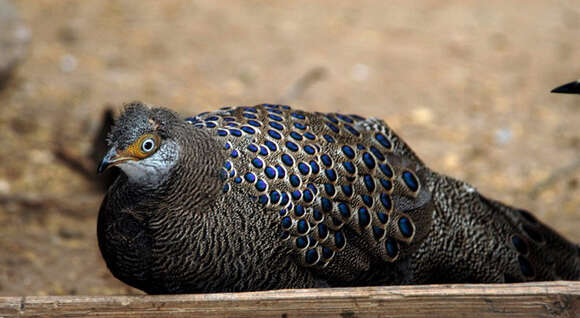 Image of Grey Peacock Pheasant