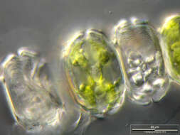 Image of Desmidium grevillei