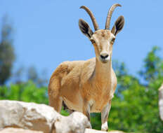 Image of Nubian Ibex