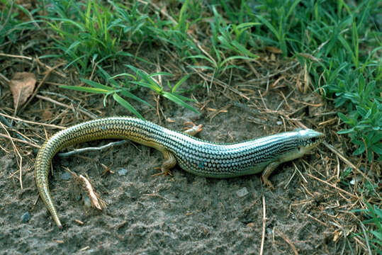 Sivun Plestiodon obsoletus Baird & Girard 1852 kuva