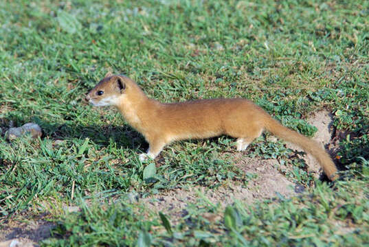 Image of Mountain Weasel