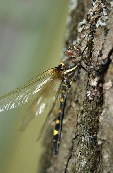 Macromiidae resmi