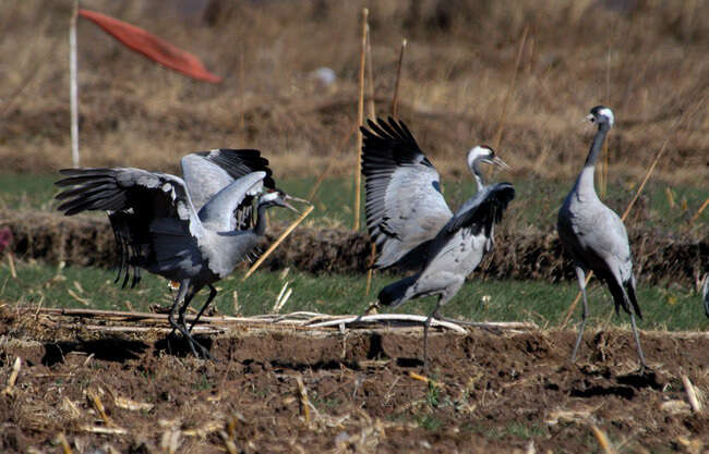 Image of Common Crane