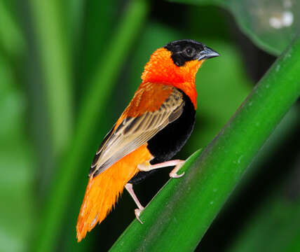 Image of Northern Red Bishop