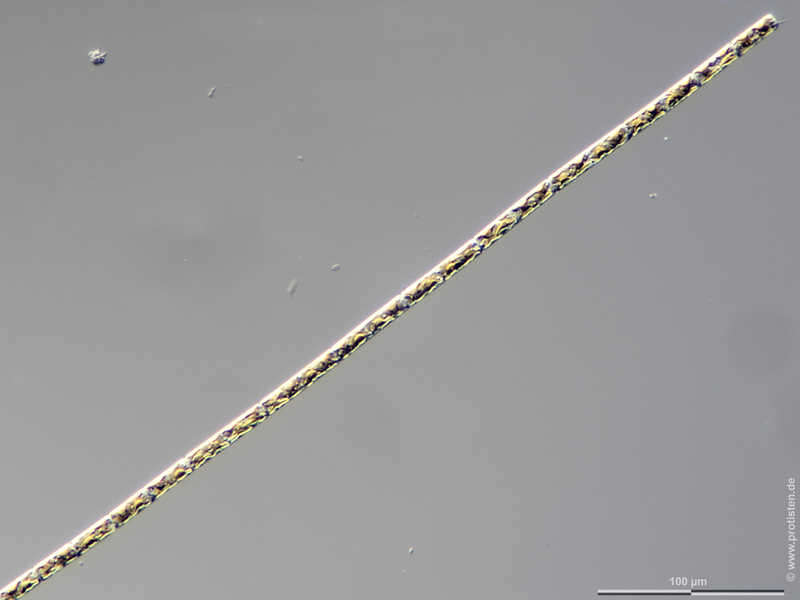 Image of Guinardia delicatula