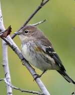 Image of Dendroica coronata