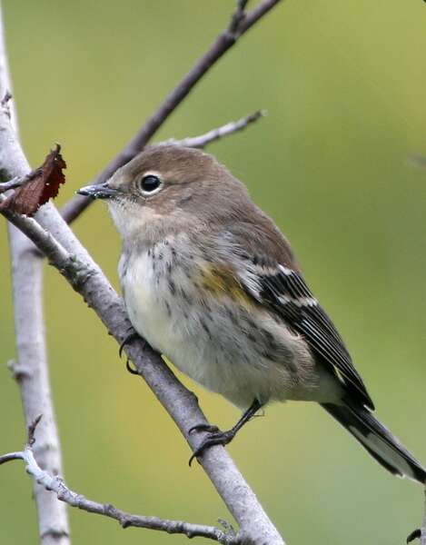 Image of Dendroica coronata