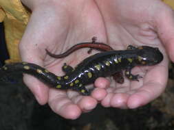 Image of Spotted Salamander