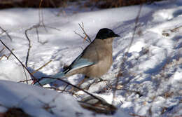 Слика од Cyanopica Bonaparte 1850