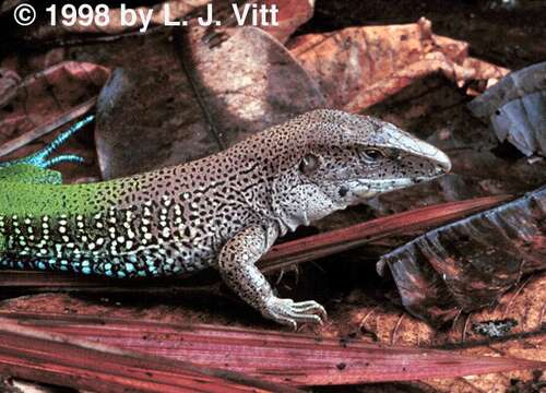 Image of Common Puerto Rican Ameiva