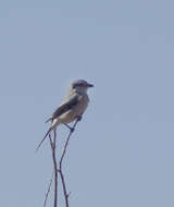 Image of Loggerhead Shrike