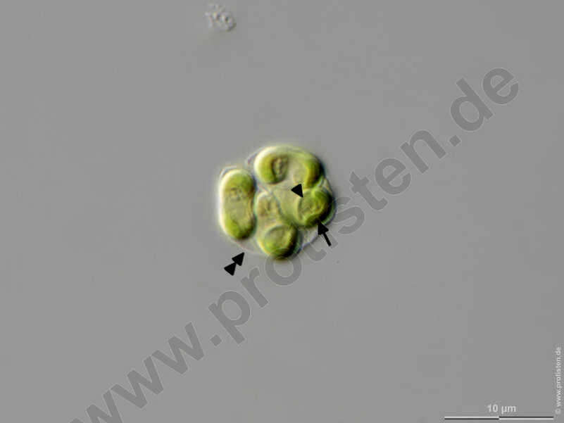 صورة Nephrochlamys rostrata Nygaard, Komárek, J. Kristiansen & O. M. Skulberg 1986