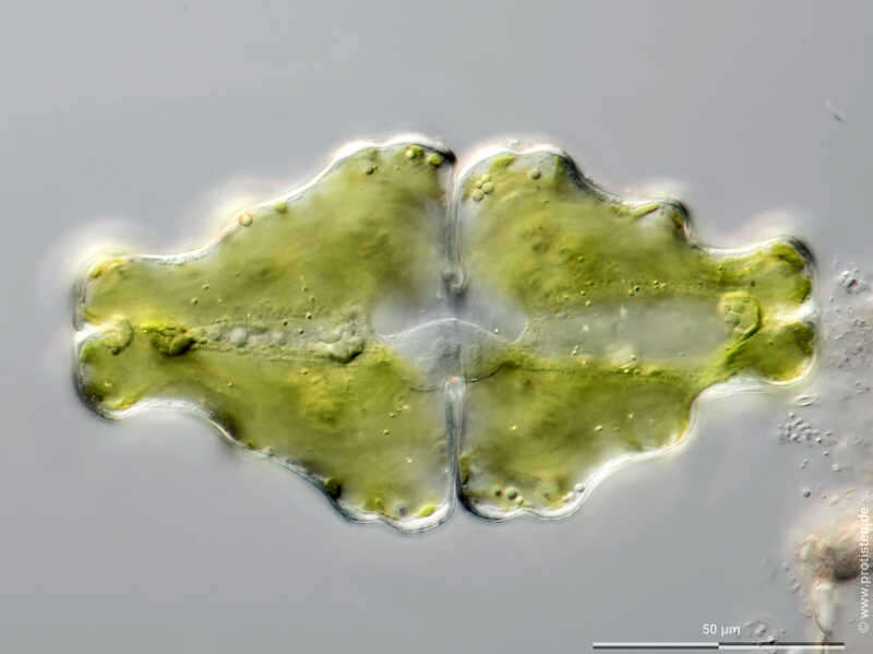 Image of Euastrum humerosum