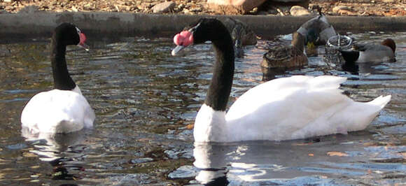 Image of Black-necked Swan