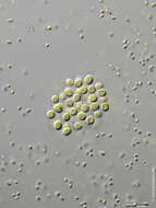 Image de Chroococcus dispersus