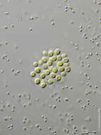 Chroococcus dispersus resmi