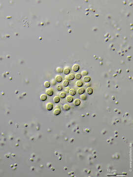 Image de Chroococcus dispersus