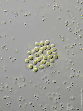 Chroococcus dispersus的圖片