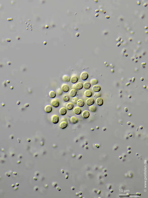 Image of Chroococcus dispersus
