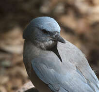 Image of Transvolcanic Jay