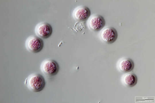 Image of Porphyridium purpureum