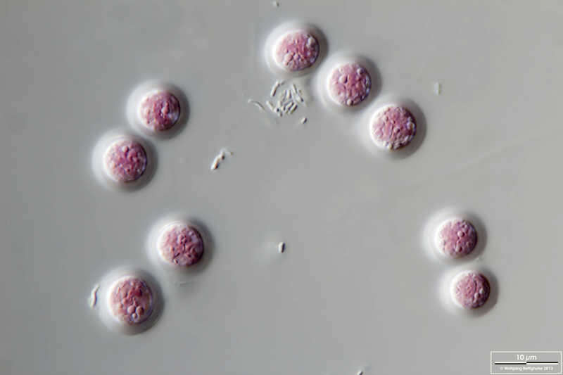 Image of Porphyridium purpureum