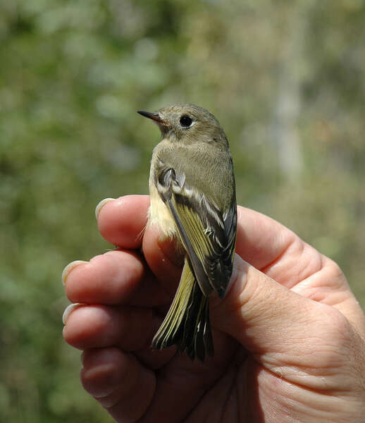 Image of Ruby-Crowned Kinglet