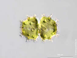 Image of Xanthidium armatum