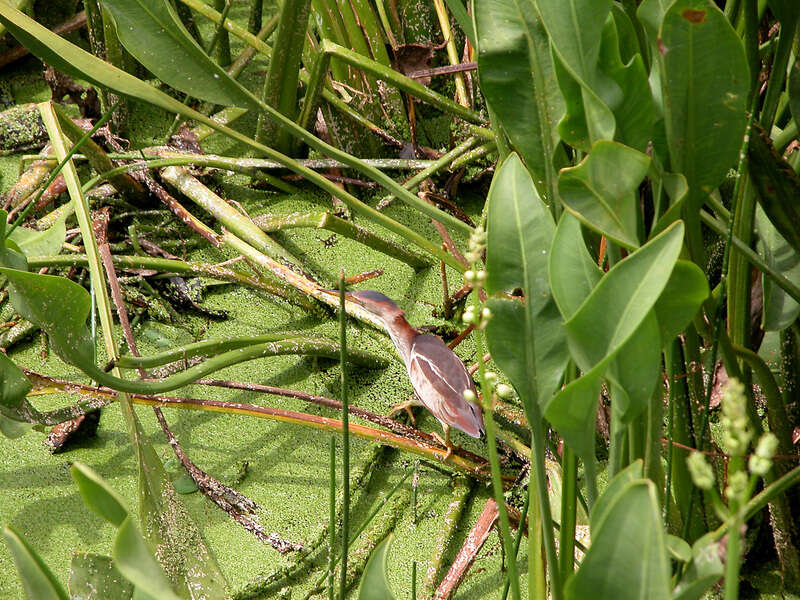 Image of Least Bittern