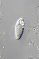 Image of Ctedoctematidae