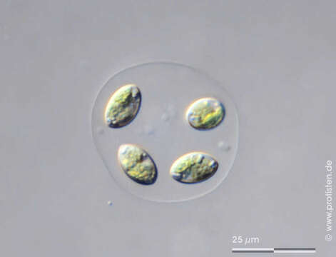 Image of Oocystis lacustris