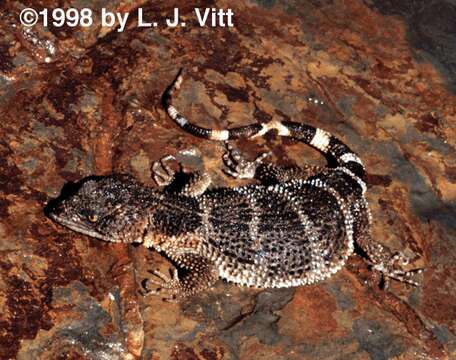 Image of American knob-scaled lizards
