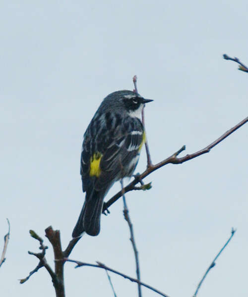 Dendroica coronata resmi