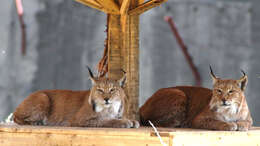 Image of Eurasian lynx