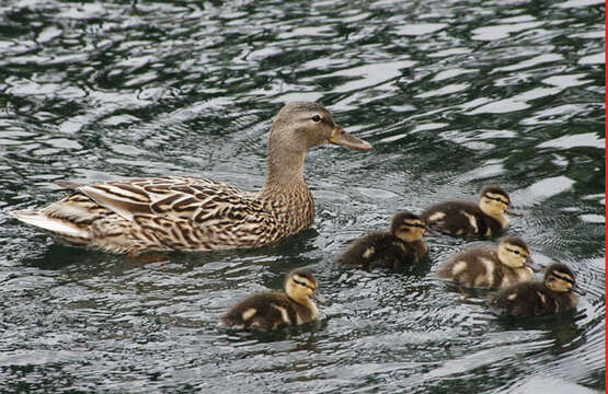 Image de Canard colvert