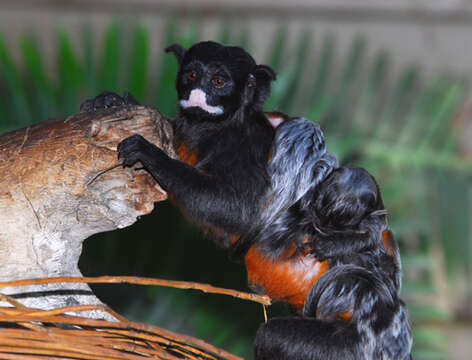 Image of Red-bellied Tamarin
