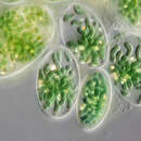 Imagem de Glaucocystis nostochinearum