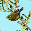 Image of Buff-barred Warbler