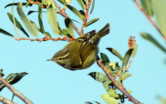 Image of Buff-barred Warbler