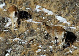 Image of Asiatic Ibex