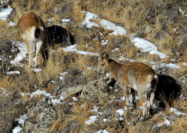 Image of Asiatic Ibex