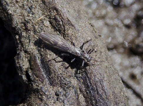 Image of spring stoneflies