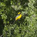 Image of Hooded Oriole