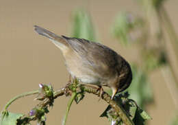 Image of Dusky Warbler